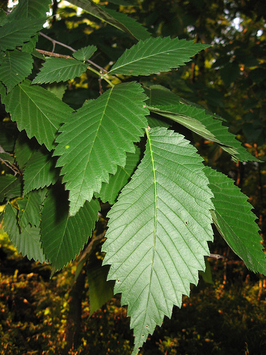 slipper elm the benefits of slippery elm for digestive relief slipper elm the benefits of slippery elm for digestive relief