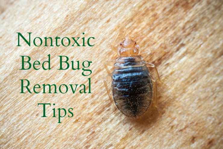 ... findings two: Natural and Effective Bed Bug Removal Tips GREEN LIVING