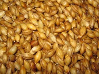 sprouted grain, sprouting grain