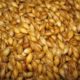 sprouted grain, sprouting grain