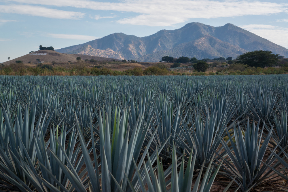 Sirop d'agave — Wikipédia