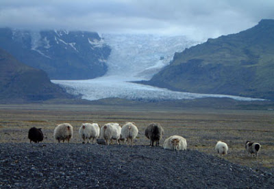 icelander diet