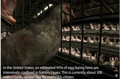 mass produced chickens