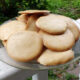 healthy protein cookies on a plate