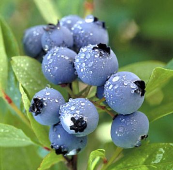 environmental working group stance on blueberries