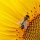 healthy organic bee hive