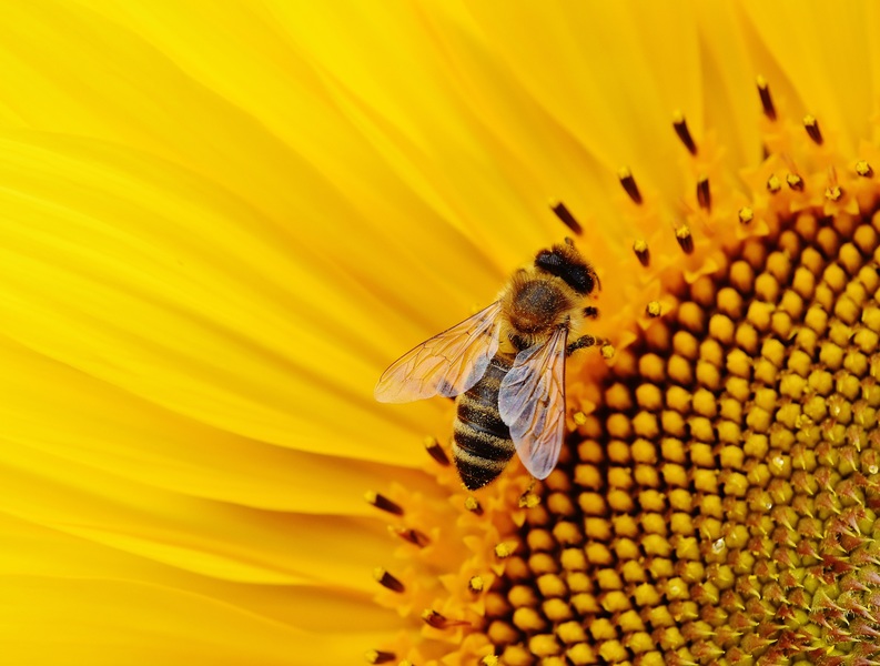 healthy organic bee hive