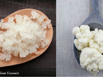 How to Tell Milk Kefir from Water Kefir Grains (VIDEO)