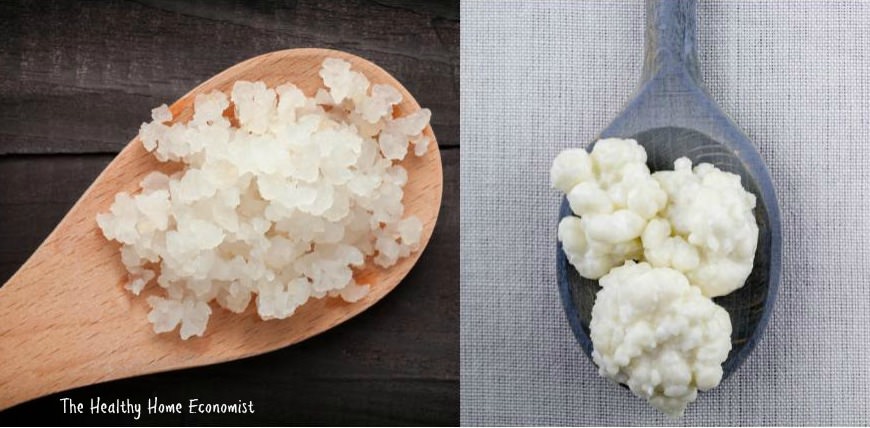 kefir grains