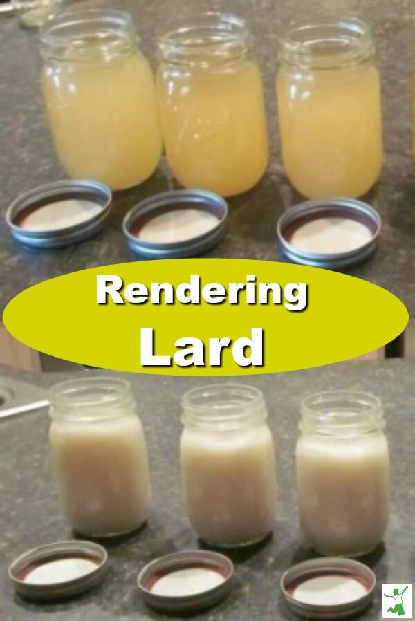 jars of liquid and semisolid lard after home rendering