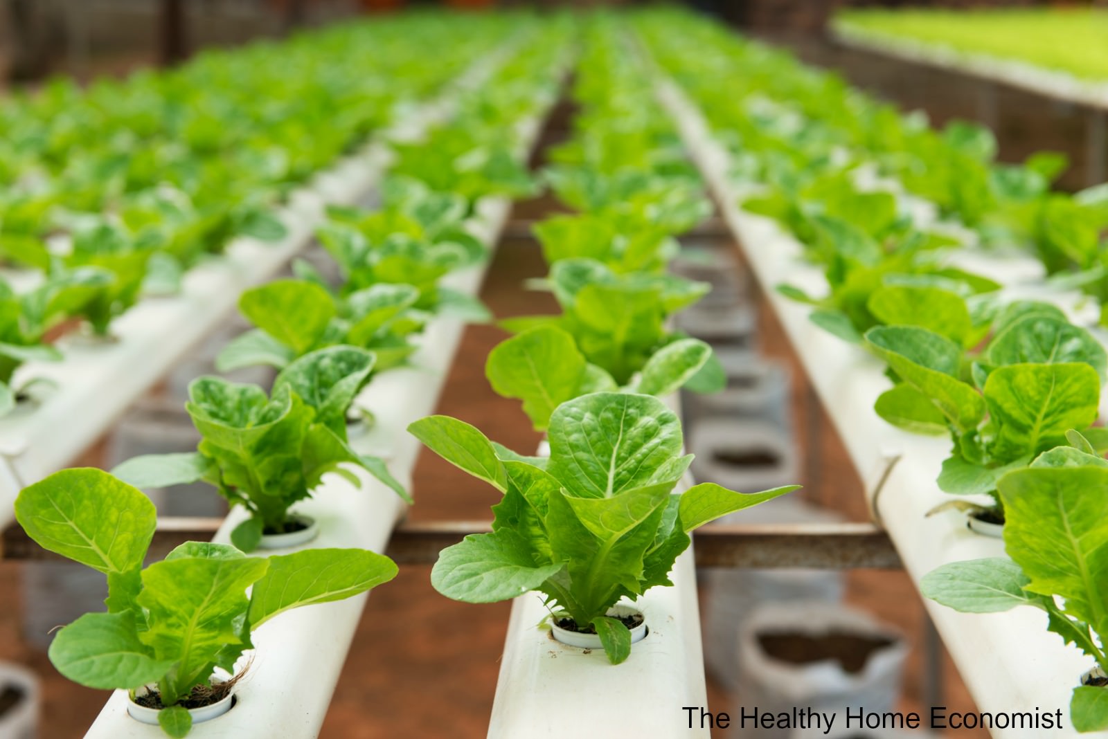 Organic Hydroponics? Not for Me! | The Healthy Home Economist