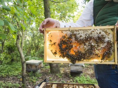 organic beehive