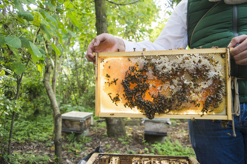 organic beehive