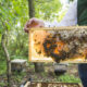 organic beehive