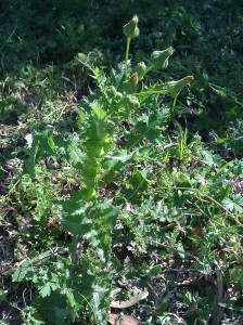 nettle