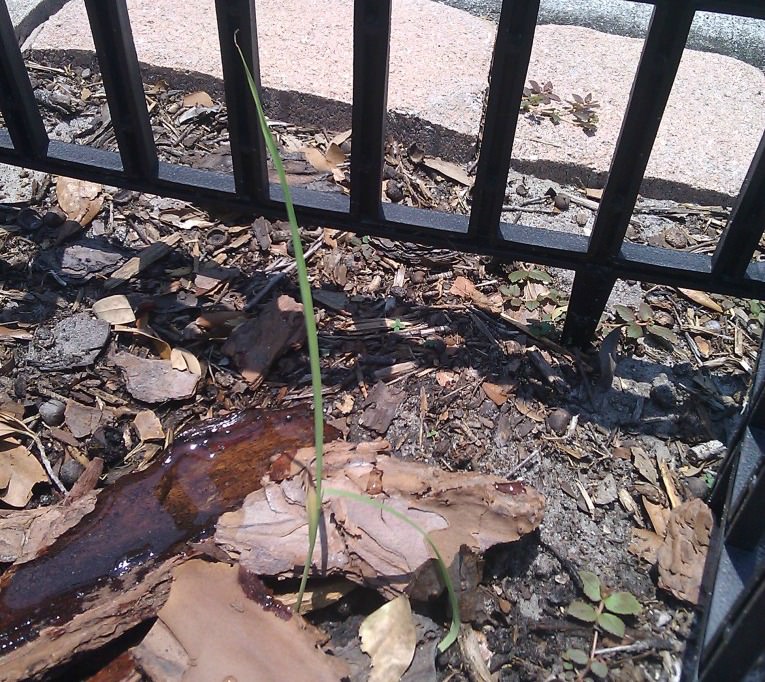 corn seedling