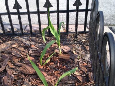 broom corn