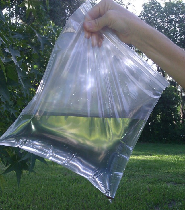 Amazingly Effective, Nontoxic Fly Repellent | Healthy Home Economist
