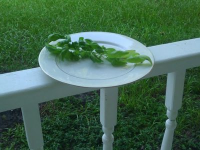 dried basil, how to dry herbs