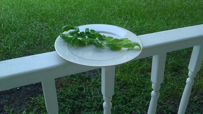 dried basil dried basil, how to dry basil