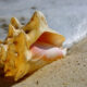 fresh conch for making homemade chowder