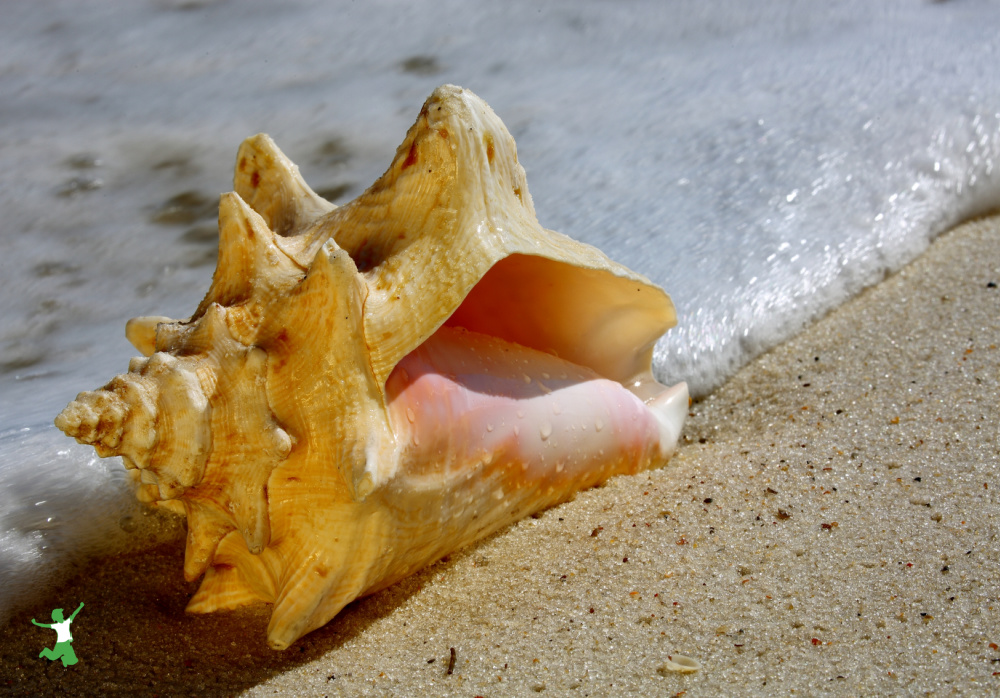 fresh conch for making homemade chowder