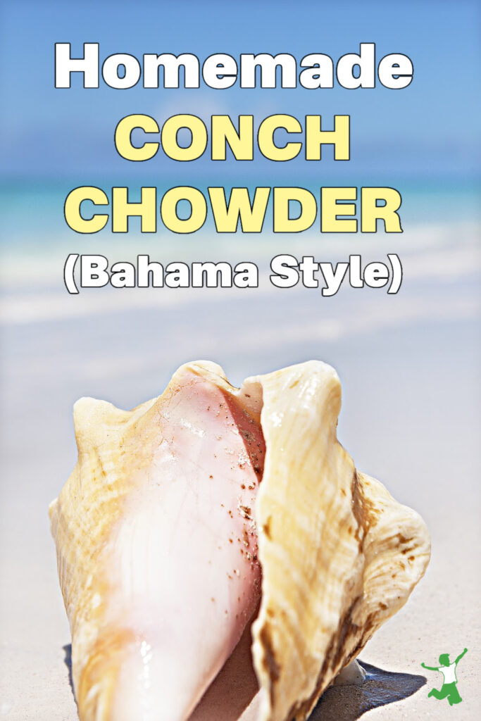 conch shell on the beach for making chowder