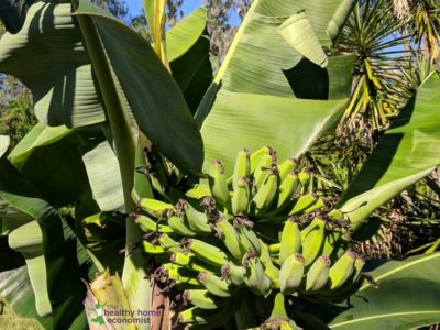 GMO bananas