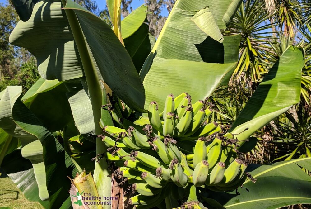 GMO bananas