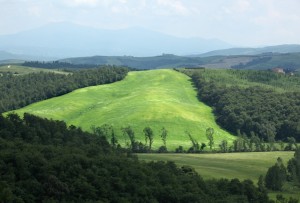 organic einkorn fields in Tuscany