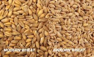 modern wheat kernels and einkorn berries