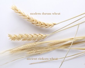 einkorn vs durum wheat