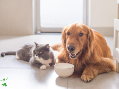 dog and cat eating traditional diet in white bowl