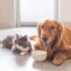 dog and cat eating traditional diet in white bowl