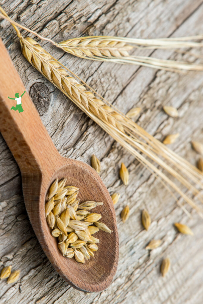 einkorn versus durum wheat