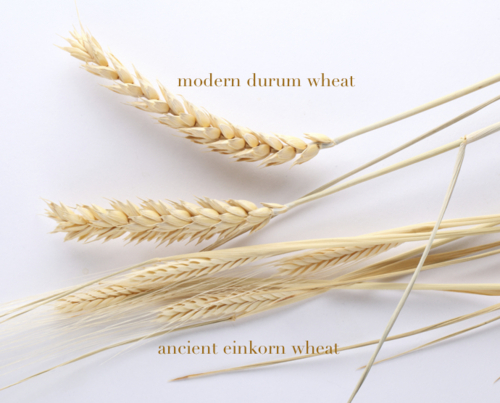 einkorn grass size and modern durum
