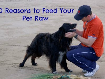 Top 10 Reasons Raw Pet Food is Healthiest for Your Dog or Cat