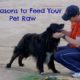 Top 10 Reasons Raw Pet Food is Healthiest for Your Dog or Cat