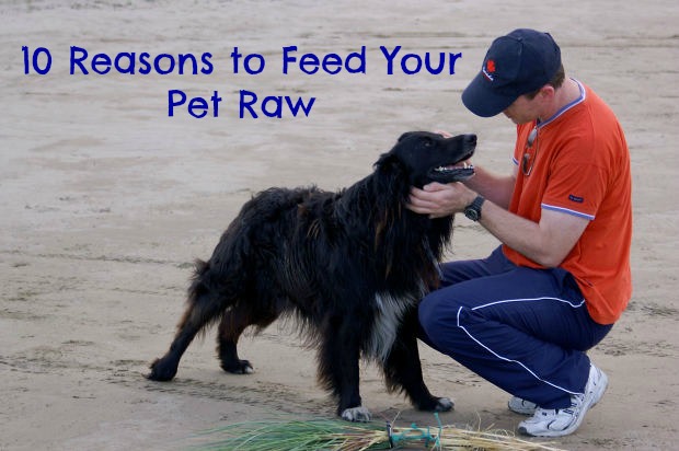 raw pet food