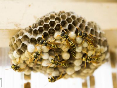 wasp nest as natural pesticide