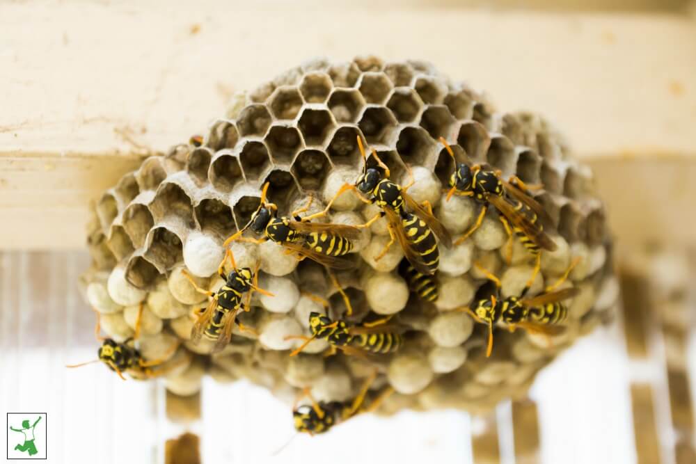 wasp nest as natural pesticide