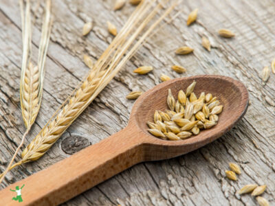 einkorn the healthiest wheat on wood table