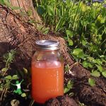 homemade shrimp stock in mason jar by lake