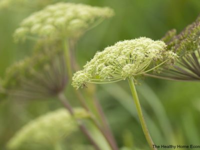 Natural Birth Control Using Herbs