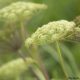 Natural Birth Control Using Herbs