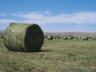 One Grass-Fed Dairy Farmer's Answer to GE Alfalfa