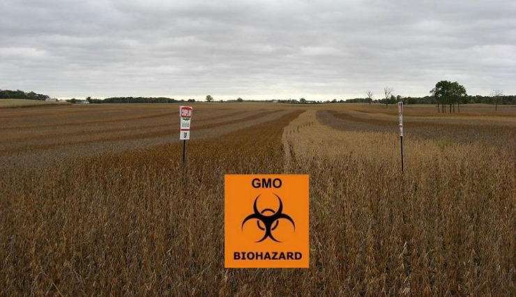 gmo soybeans biohazard crop_mini