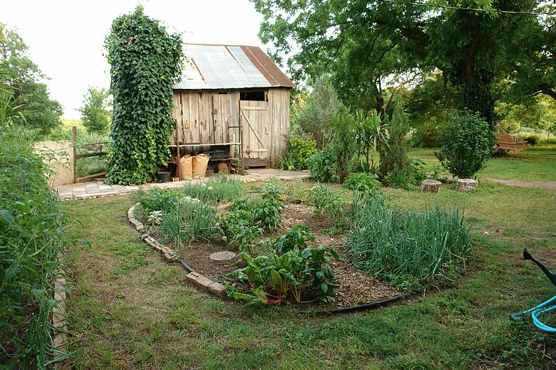 monsanto-free garden in the back of a farm shed