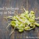 Why Sprouted Soy is Actually Worse Than Unsprouted (Even if Organic)