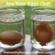 Think You Have Fresh Eggs? Here's How to Tell